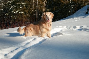 Playing in the Bangor City Forest