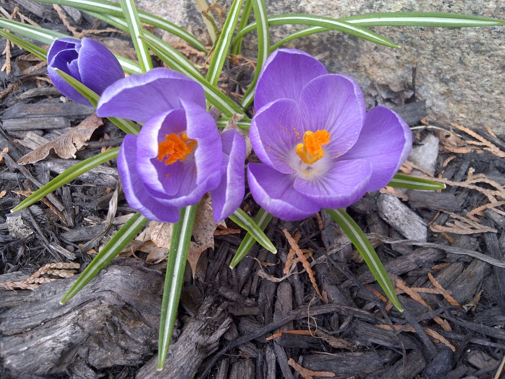 IMG-20130325-00252